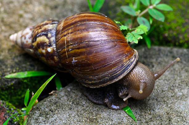 Šnale: A Cultural and Linguistic Exploration Šnale: A Cultural and Linguistic Exploration